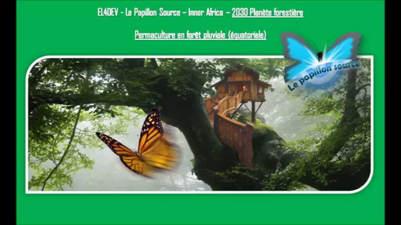 Permaculture en forêt - EL4DEV Le Papillon Source Inner Africa - YouTube